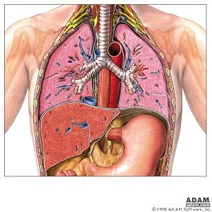 immagini apparato respiratorio